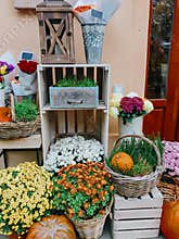 Halloween street decor. Pumpkins and autumn flowers in baskets on wooden boxes, rustic modern decor of city street in fall. Happy