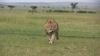 A lion running towards the camera