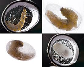 Silkworm pupation collage