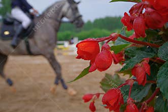 Red begonia flowers and horse riding arena in the background in rain