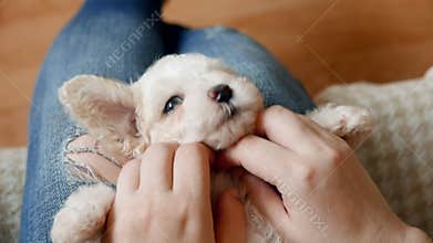 Master holds puppy dog on legs and pets him