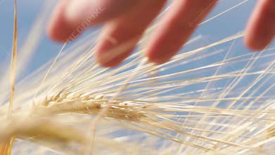 Close up wheat with hand that cultivate it