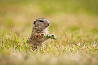 European ground squirrel holding ear in hand on field.