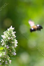 Blurry Bee background with Catnip Nepeta cataria  flowers in forground
