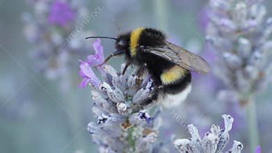 Bumblebee scrambling on a blossom of lavender