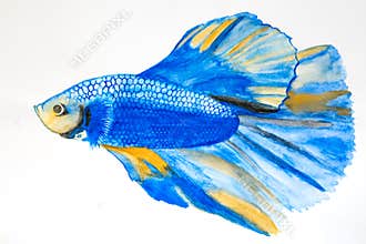 Siamese fighting fish Betta splendens, called pla-kad or biting fish of Thailand as Water colour