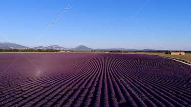 The lavender fields of Valensole Provence in France