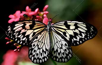 A Black and White Butterfly