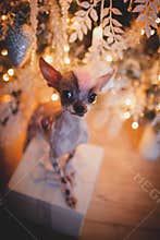 Peruvian hairless and chihuahua mix dog in festivaly decorated room with Christmass tree