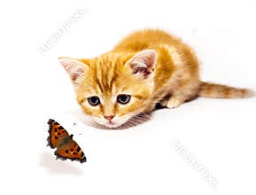 Kitty and butterfly