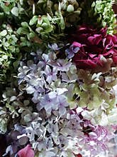 Pastels background  hydrangea with soft colours