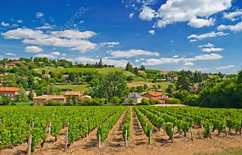 Vineyard in Beaujolais region, France