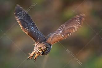 Little owl Athene noctua is flying with prey