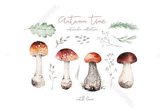 Watercolor illustration with mashrooms, branches, leaves and berries. Set of autumn forest plants, fly agaric and