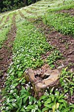 Cutting of a woodland ecosystem