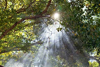 Beams of Light