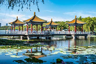Lotus blooming in the water in Nanhu Park, Changchun, China