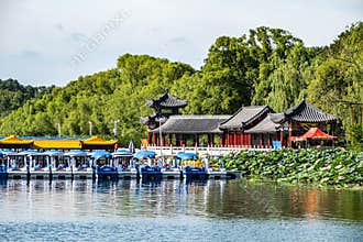 Lotus blooming in the water in Nanhu Park, Changchun, China