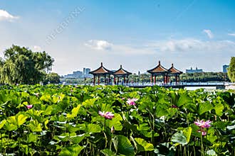 Lotus blooming in the water in Nanhu Park, Changchun, China