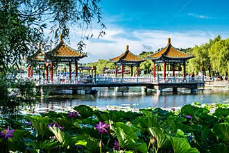 Lotus blooming in the water in Nanhu Park, Changchun, China