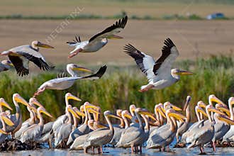 Pelicans flying in Danube Delta, Romania