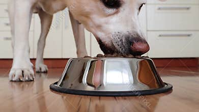 Feeding of hungry dog