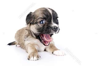 Cute Chihuahua puppy with funny open mouth
