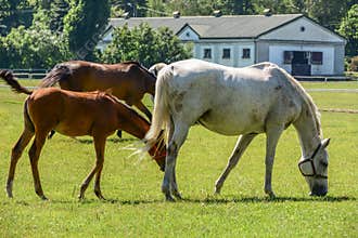The horses running on the paddock.