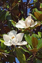 Branches of southern magnolia Magnolia grandiflora tree with leaves and flowers