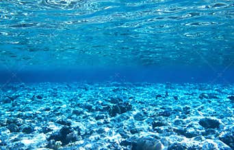 Coral reef in blue sea