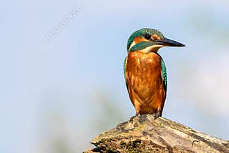 Kingfisher. Alcedo Atthis.