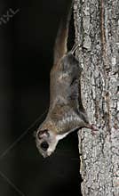 Northern Flying Squirrel at Night