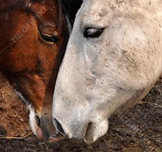 Two Horses Nuzzling
