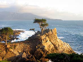 Famous Lone Cypress Tree