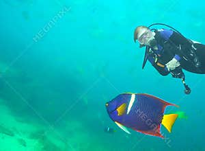 A Diver Observes a King Angelfish off Cabo San Lucas, MX