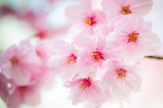 Japan Pink sakura 03