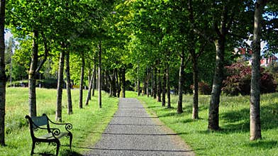 A Road with Green Trees in Summer
