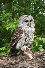 Barred Owl