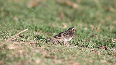 Yellow-crowned Bishop Feeding on Grass
