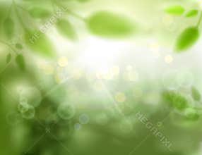Natural defocus background with plants, trees and bokeh