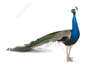 Indian Peafowl in front of white background