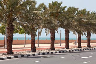 Palm tree vector, palm near the road