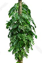 Jungle tree trunk with tropical foliage plants, climbing Monstera Monstera deliciosa and forest orchid green leaves growing in w
