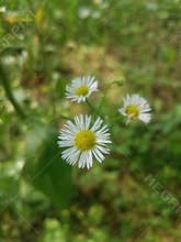 Daisy Fleabane blooms
