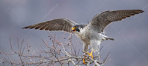 Peregrine Falcon Portrait