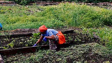 African American Working Her Plot in a Community Garden