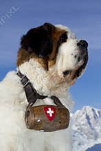 St Bernard