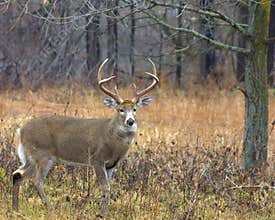Whitetail Buck