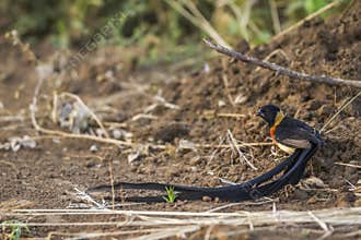 Eastern Paradise-Whydah in Kruger National park, South Africa