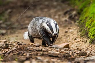 Badger in forest, animal in nature habitat, Germany, Europe. Wild Badger, Meles meles, animal in the wood. Mammal in environment,